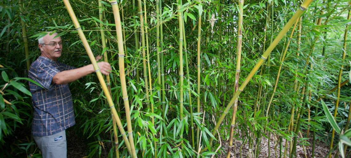 Nagy Bamboo Garden