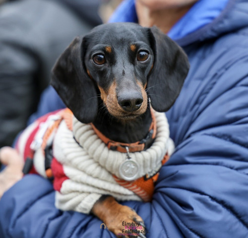 Almásy-kastély Látogatóközpont: Tacskótalálkozó 2026
