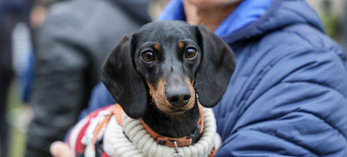 Almásy-kastély Látogatóközpont: Tacskótalálkozó 2026