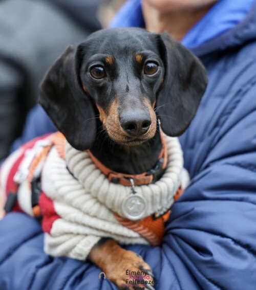 Almásy-kastély Látogatóközpont: Tacskótalálkozó 2026