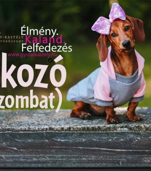 Almásy-kastély Látogatóközpont: Tacskótalálkozó 2026