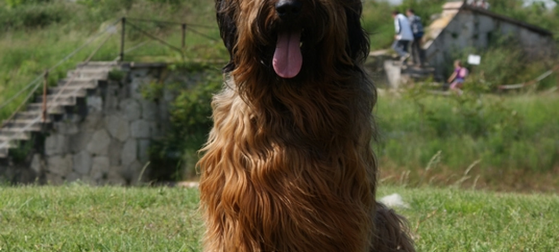 Nemzeti CAC kutyakiállítás