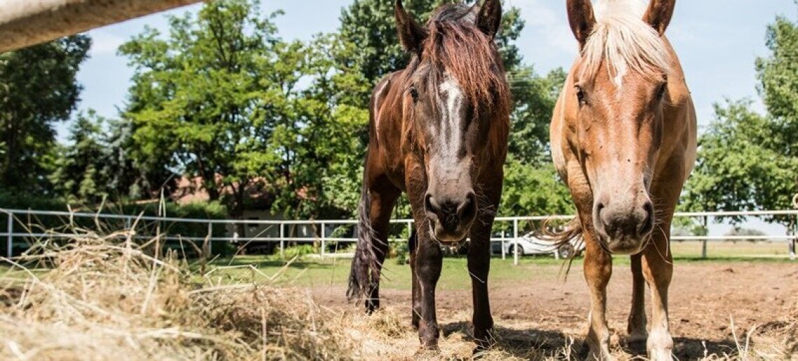 Családi Majális a Steigervald Tanyán