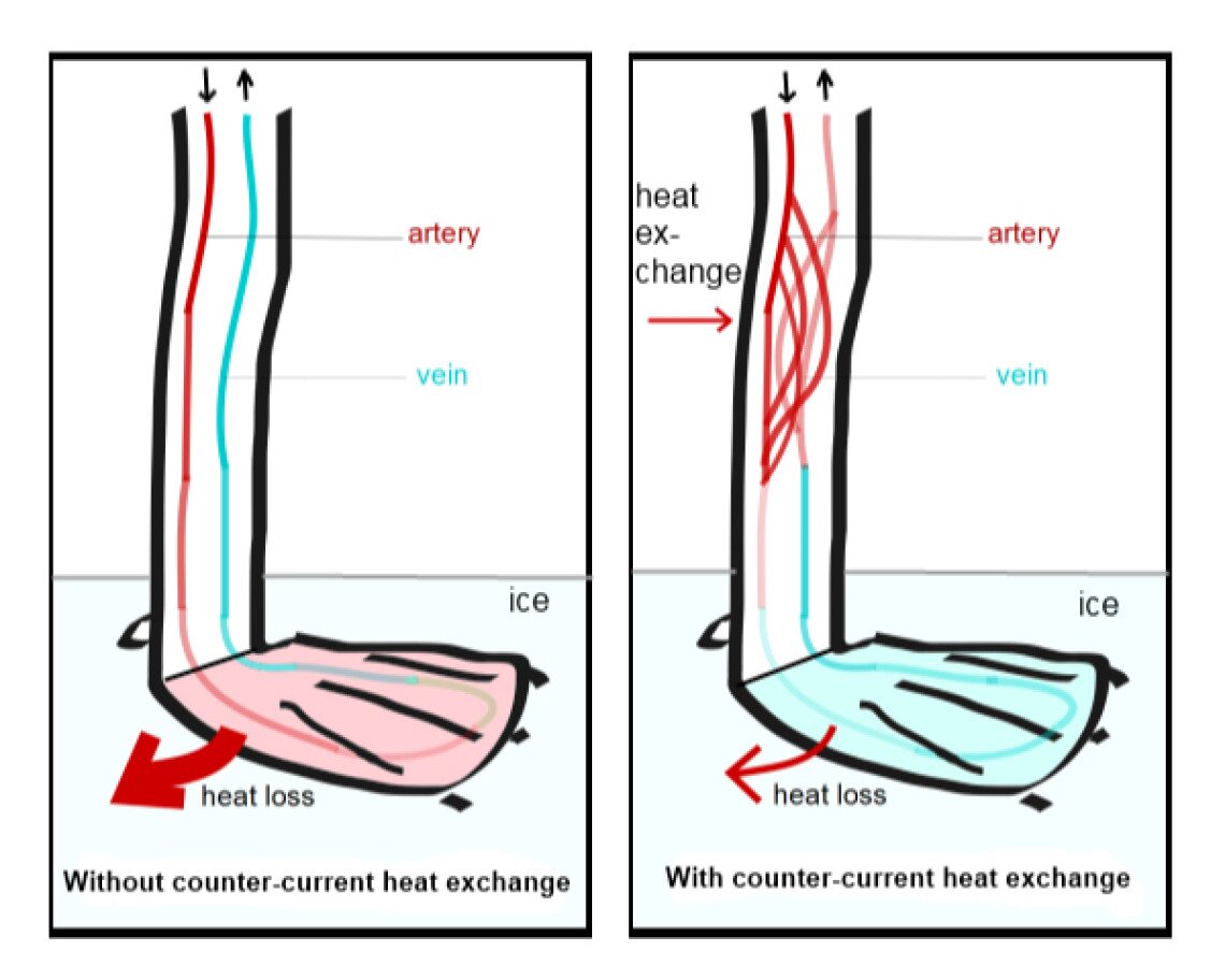 ducks-heat-exchange.jpg