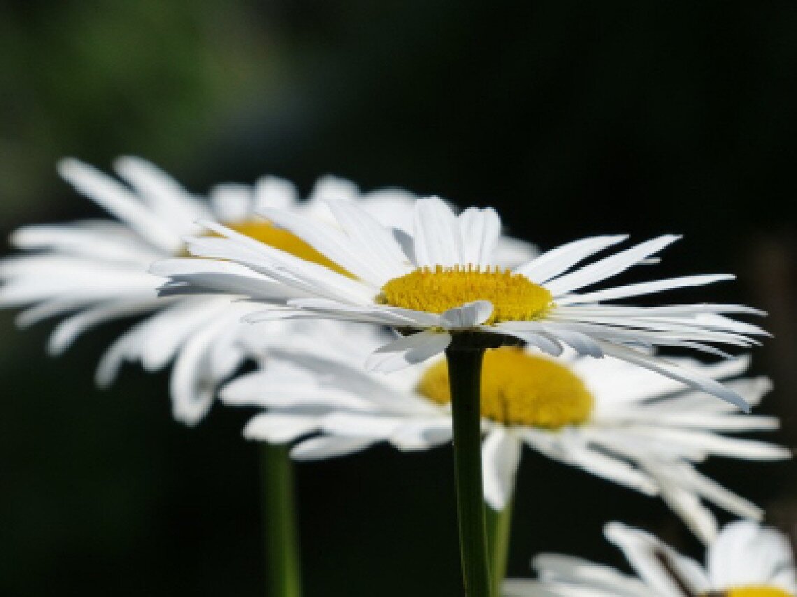 flowers-177407_640.jpg