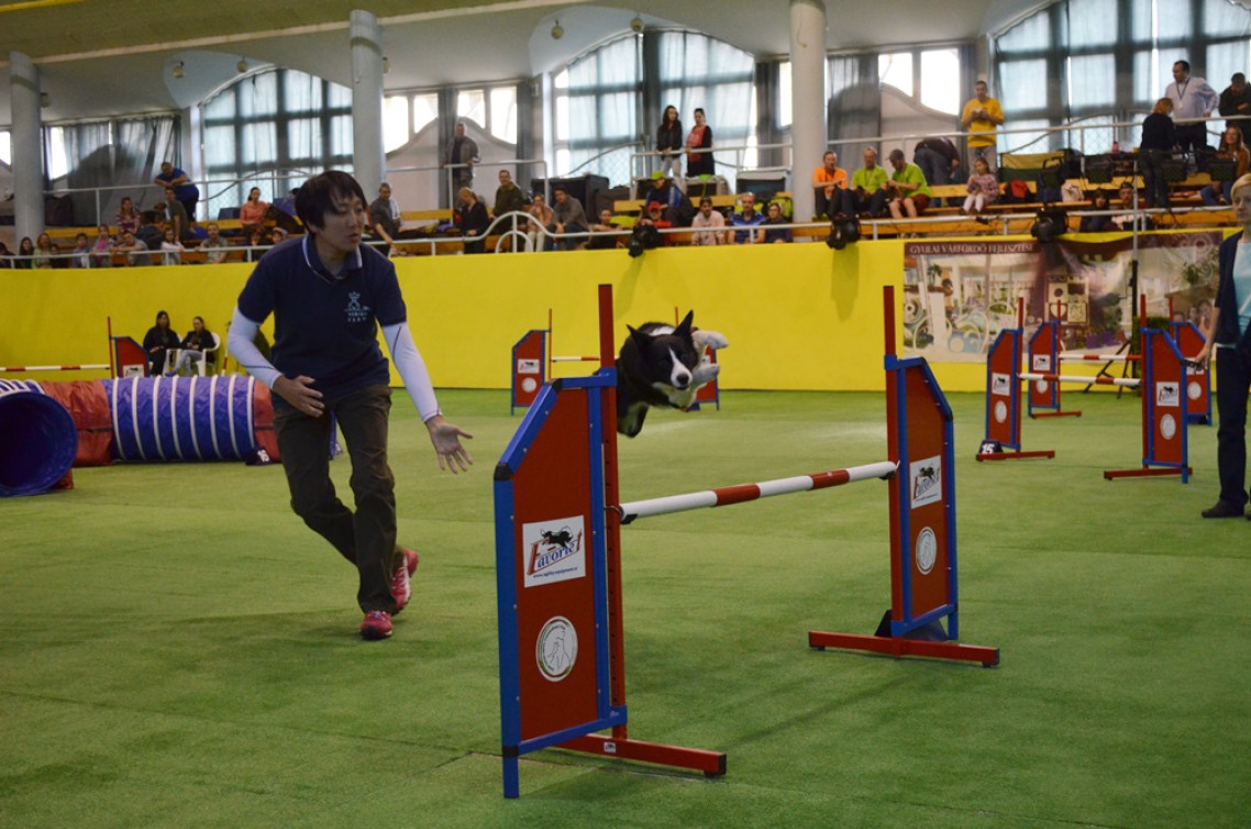 Fukuko-Kawasaki-es-Haru-jumping-agility-01.JPG