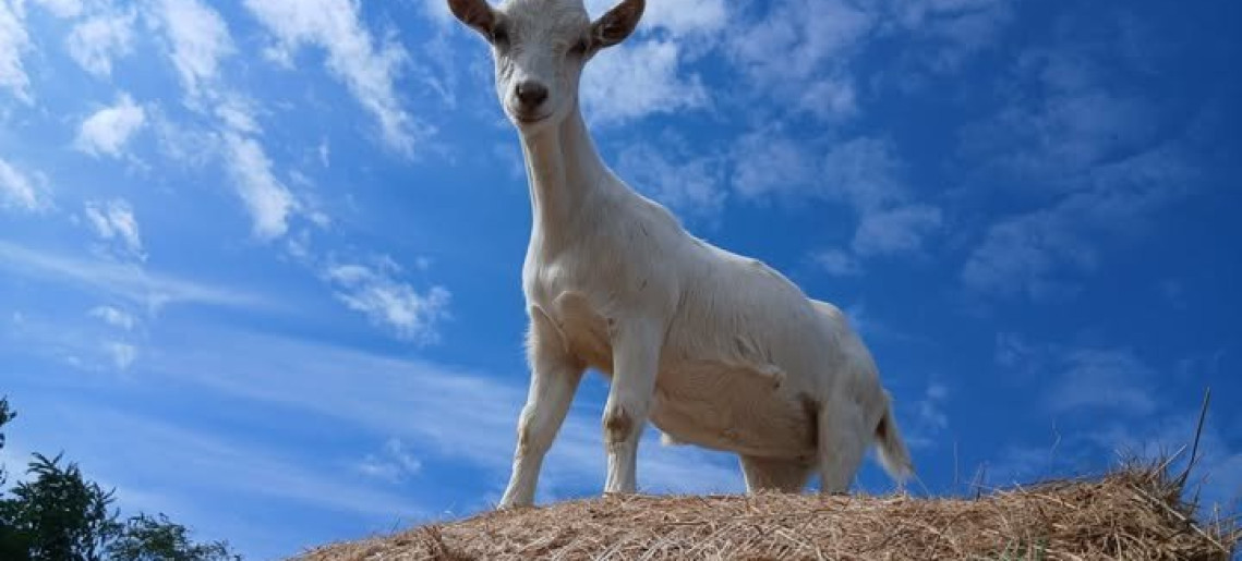 Gabóca Sajtműhely: Húsvéti vásár a tanyán