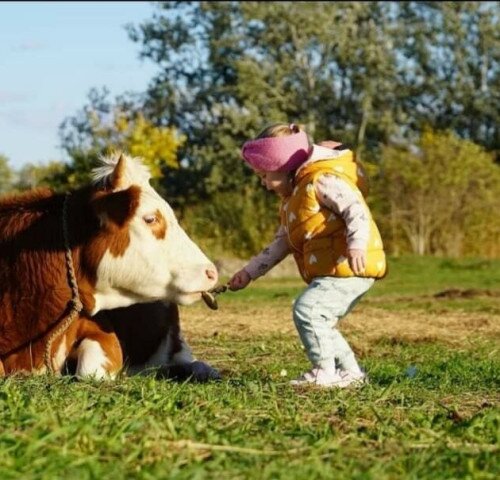 Gabóca sajtműhely: vásár a tanyán