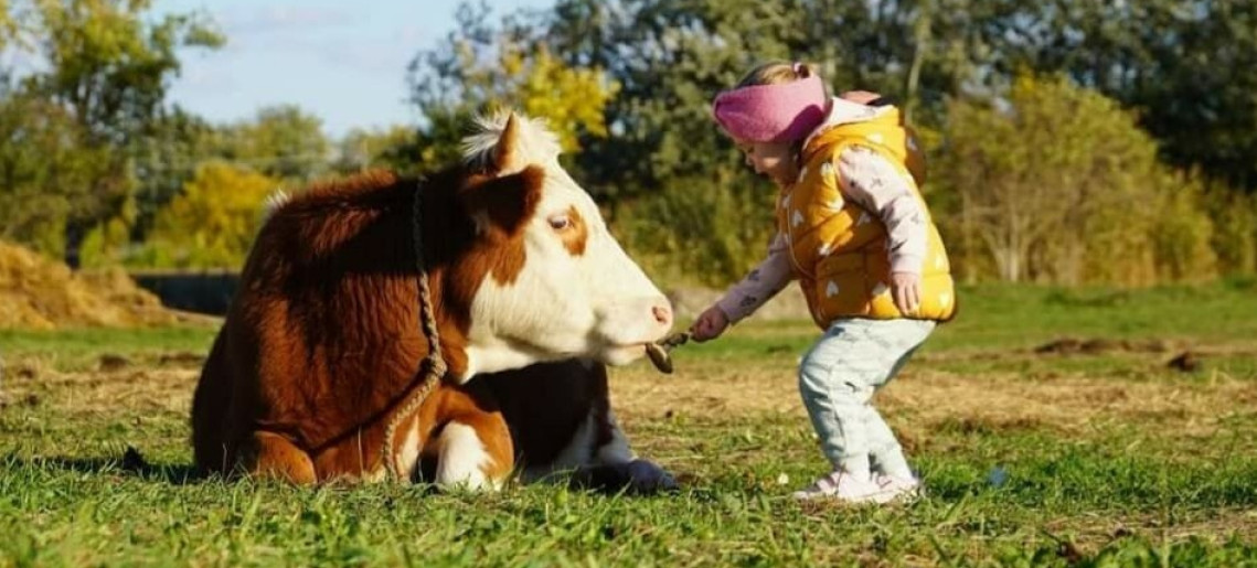 Gabóca sajtműhely: vásár a tanyán