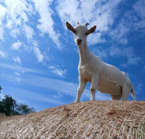 Gabóca sajtműhely: Húsvéti vásár a tanyán