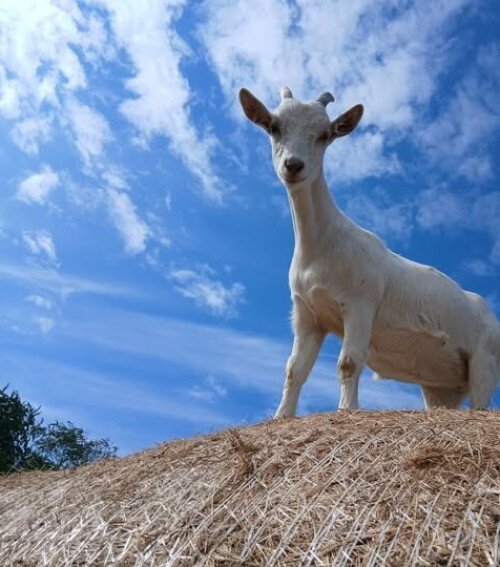 Gabóca sajtműhely: Tavaszi vásár a tanyán