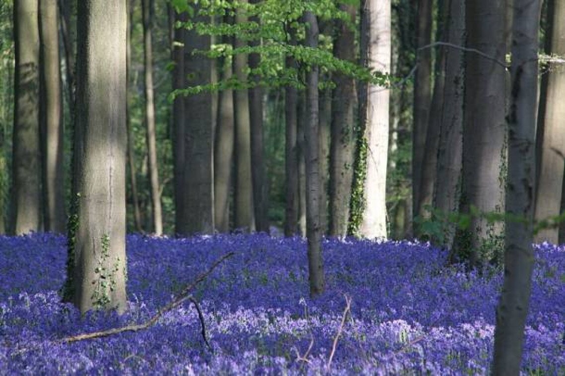 Hallerbos-erdo.jpg