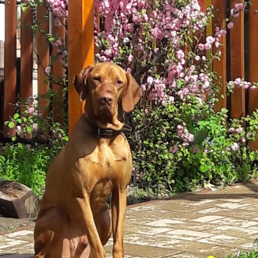 Puzzle Apartman Gyula - 3