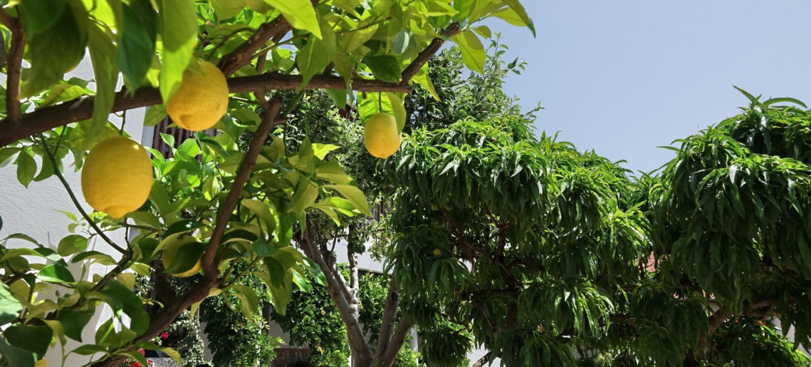 Oazis Apartman Gyula - 10