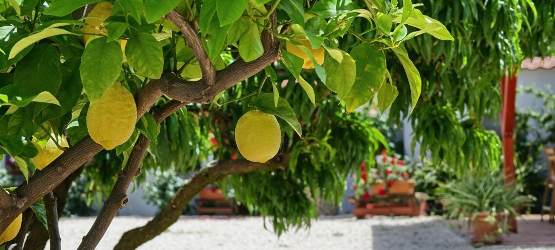 Oazis Apartman Gyula - 15