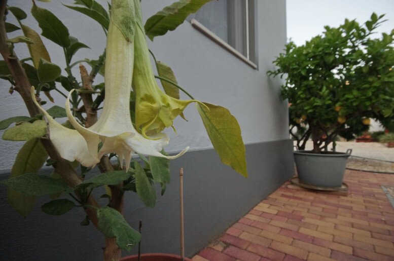 Oazis Apartman Gyula - 24