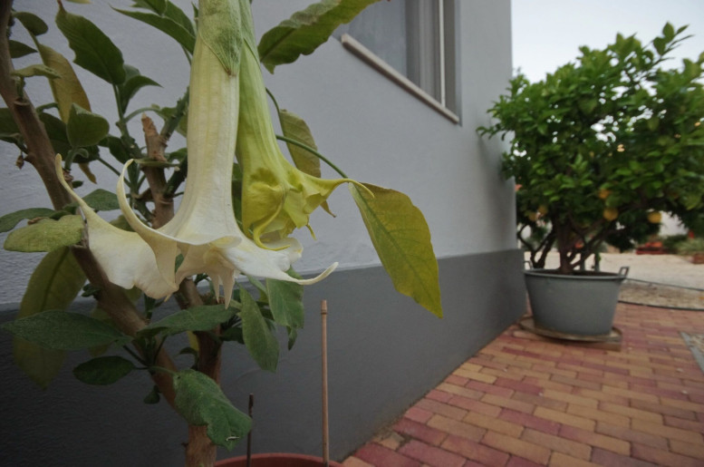 Oazis Apartman Gyula - 24