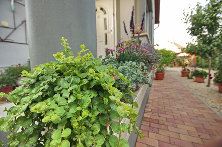 Oazis Apartman Gyula - 27