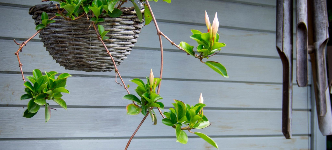 Feliz Apartman Gyula - 31