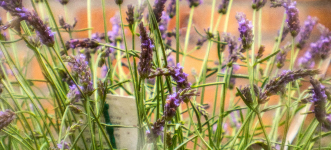 Feliz Apartman Gyula - 43