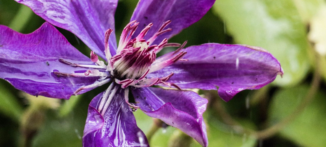 Feliz Apartman Gyula - 42