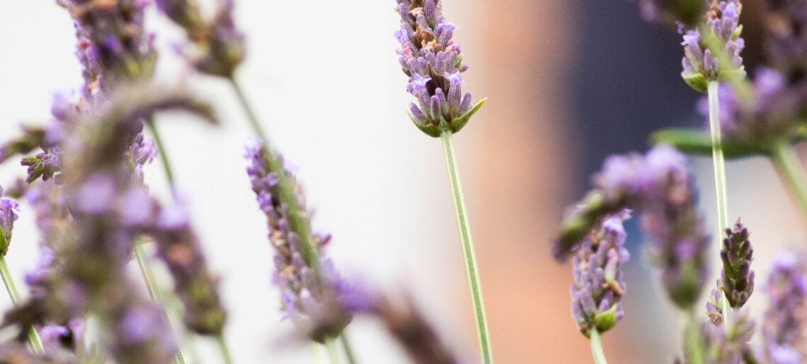 Feliz Apartman Gyula - 35