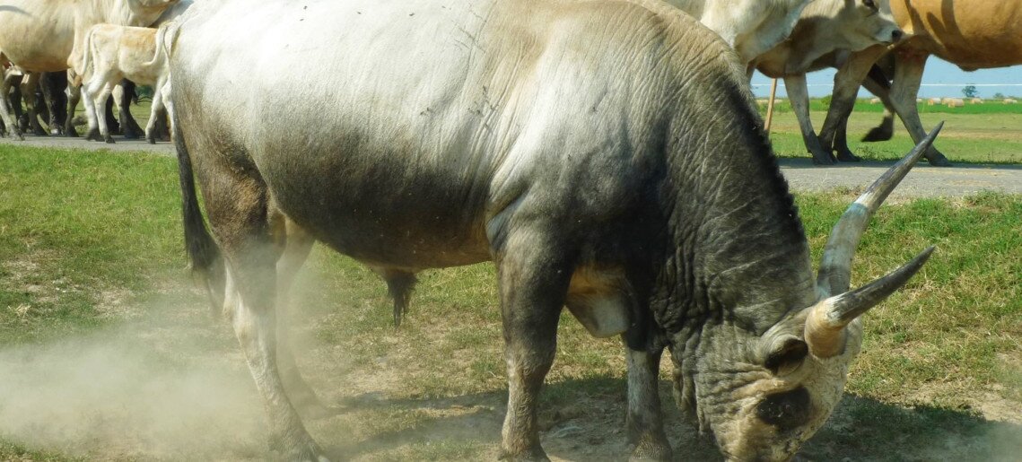 Feliz Apartman Gyula - 54