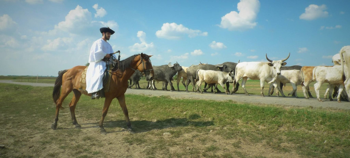 Feliz Apartman Gyula - 47