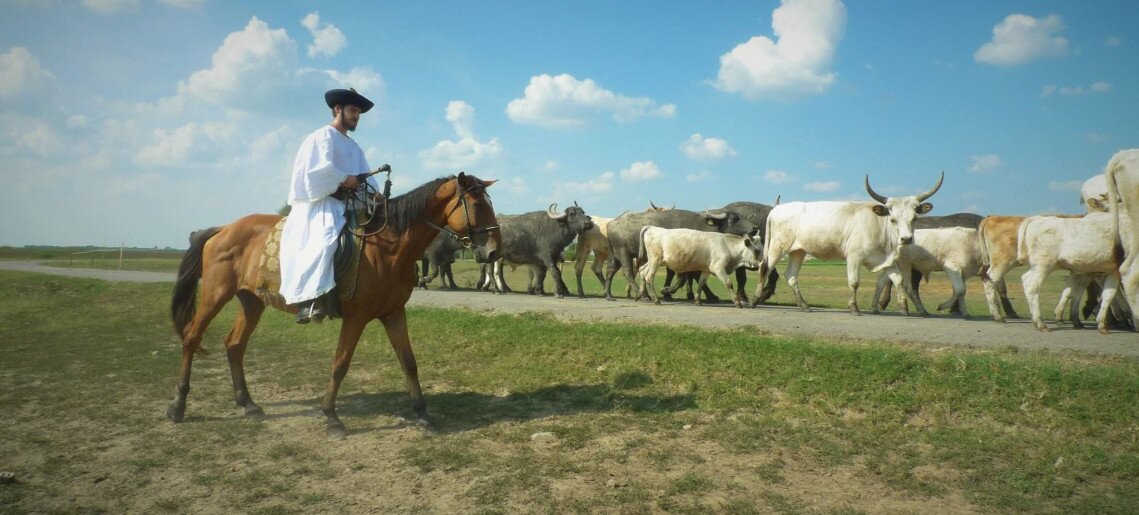 Feliz Apartman Gyula - 47