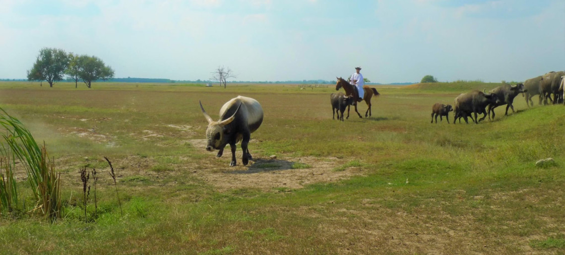 Feliz Apartman Gyula - 53