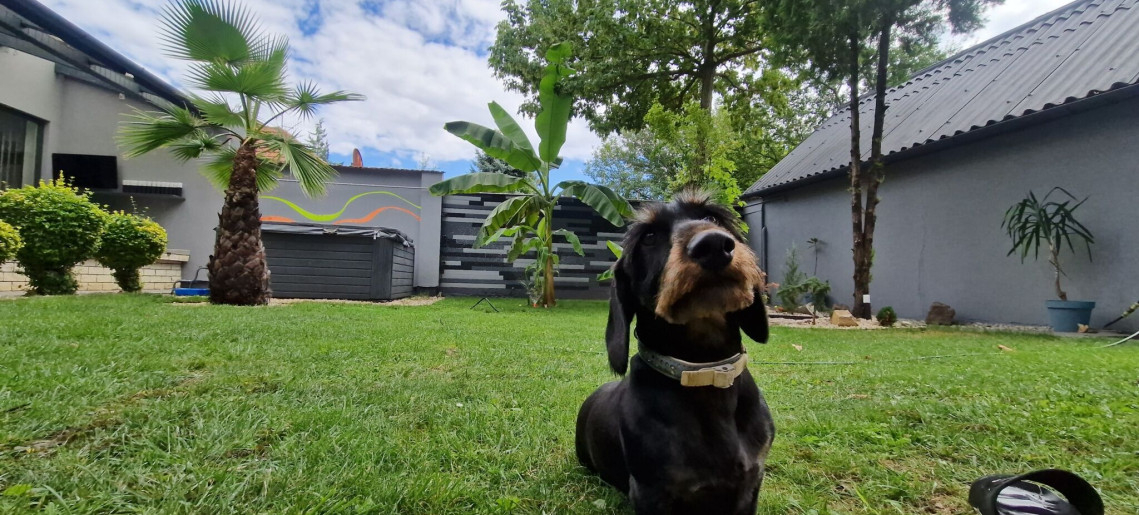 Tacskó Apartmanház Gyula - 10