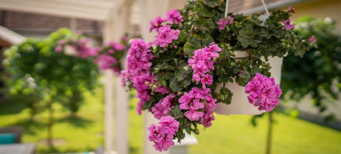 LaurApartman Gyula - 10