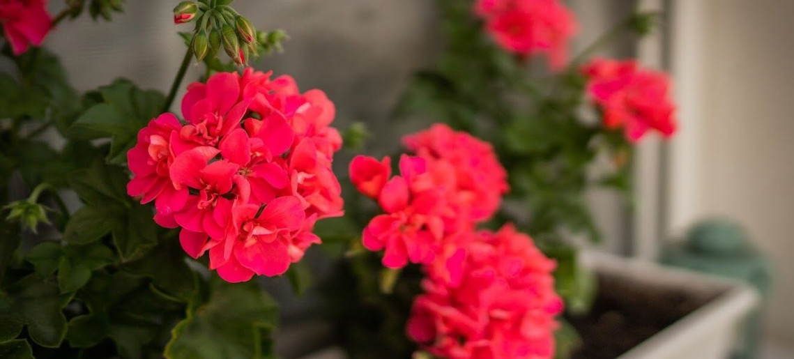 LaurApartman Gyula - 11