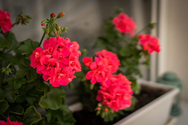 LaurApartman Gyula - 11