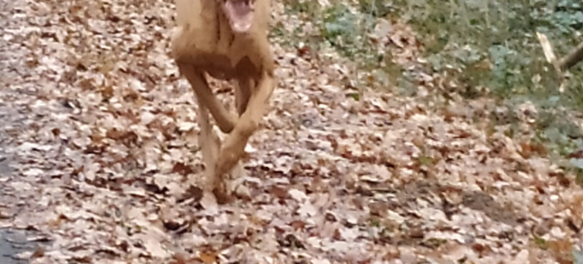 LaurApartman Gyula - 14