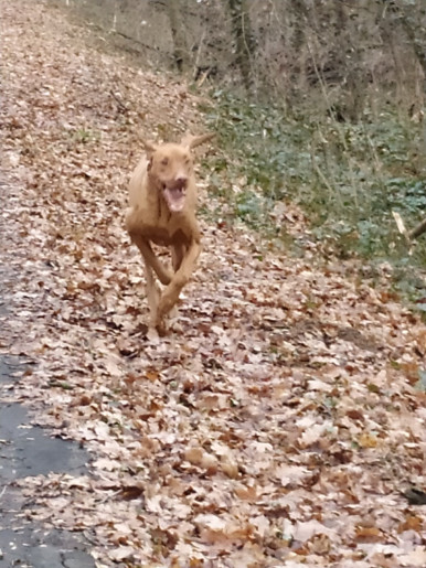 LaurApartman Gyula - 14