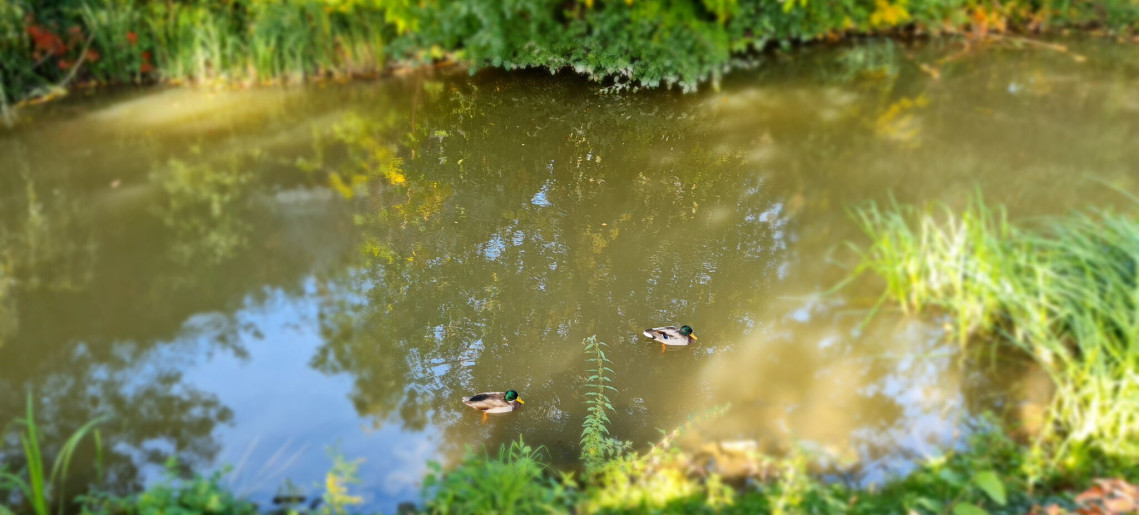 LaurApartman Gyula - 16