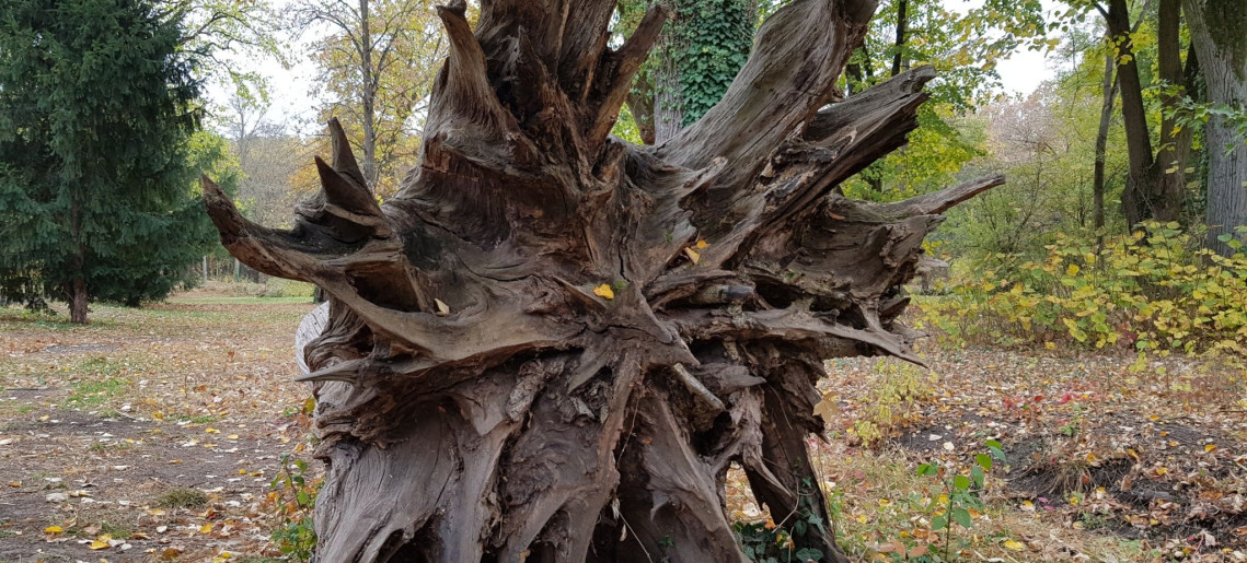 Vica Apartman Gyula - 11