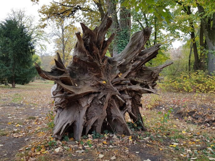 Vica Apartman Gyula - 11