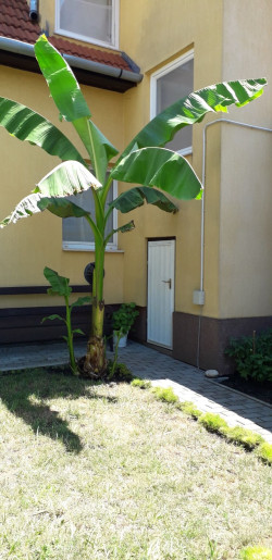 Csendes-lak Gyula - 5