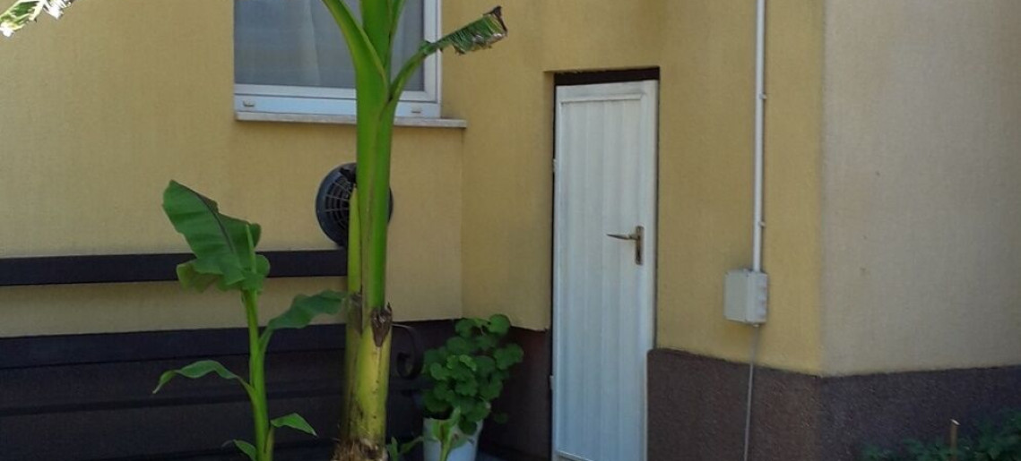 Csendes-lak Gyula - 5