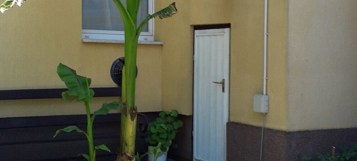 Csendes-lak Gyula - 5