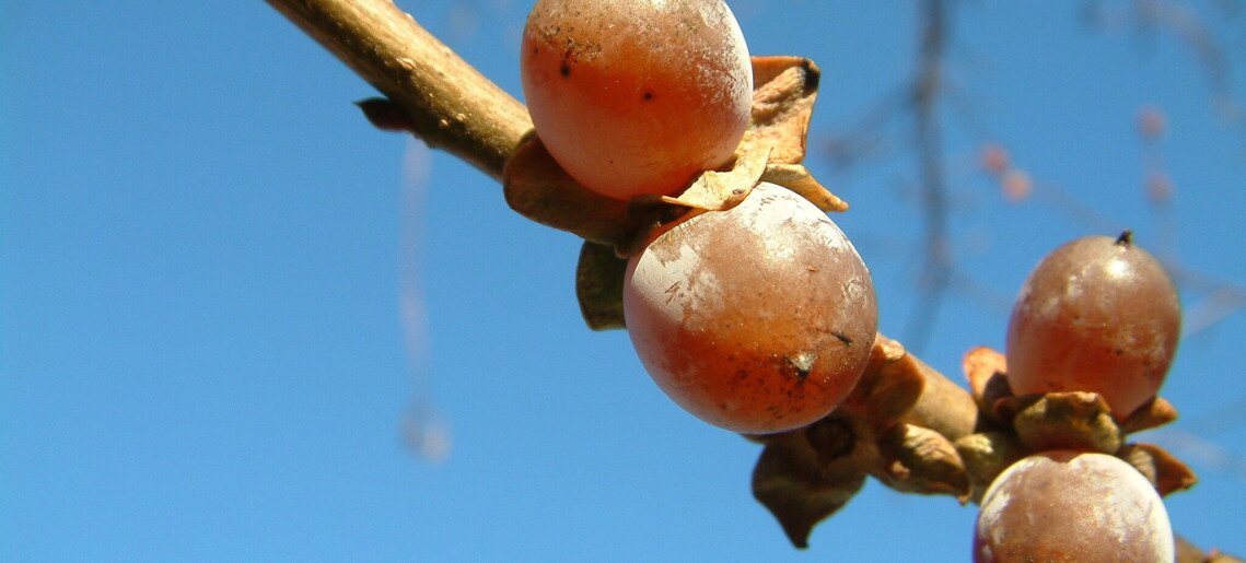 Bluebird Vendégház Gyula - 6