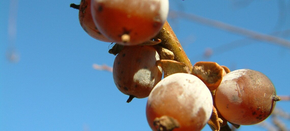 Bluebird Vendégház Gyula - 7