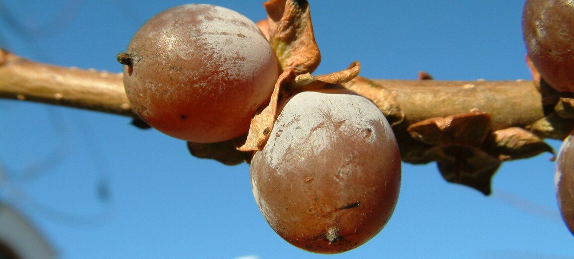 Bluebird Vendégház Gyula - 8