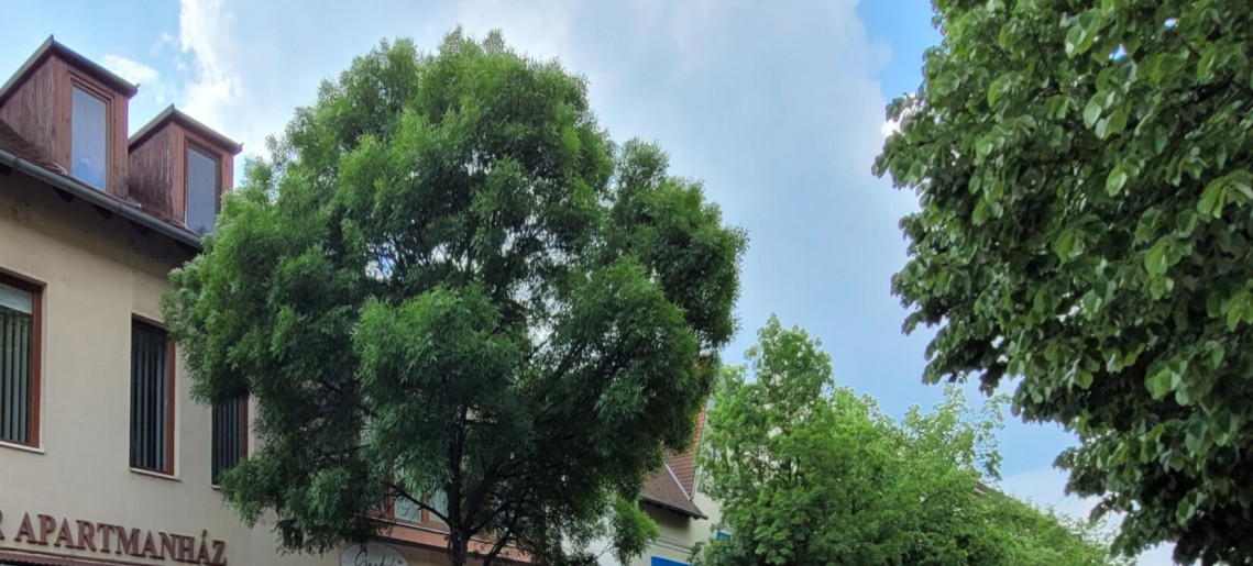 Melcsi Apartman Gyula - 7