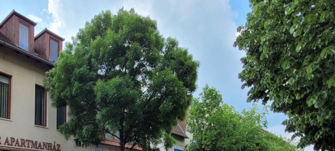 Melcsi Apartman Gyula - 7