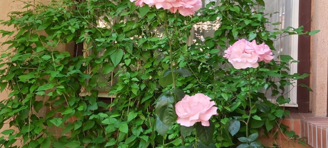 Székely Apartman Gyula - 3