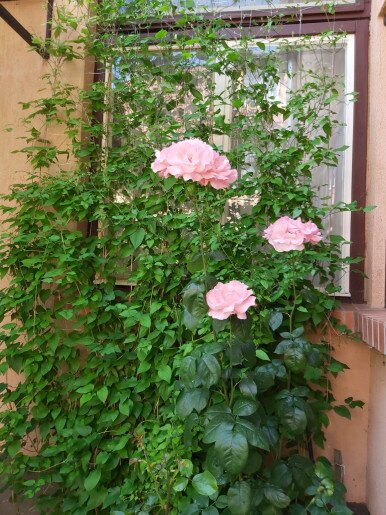 Székely Apartman Gyula - 3