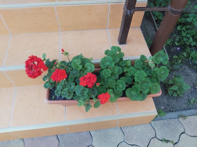 Székely Apartman Gyula - 5